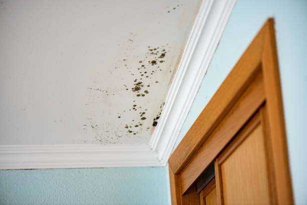 Best Preventive Mold Services in Clearwater, KS